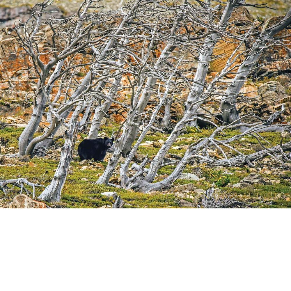 Puzzle - Glacier National Park Bear In The Boneyard