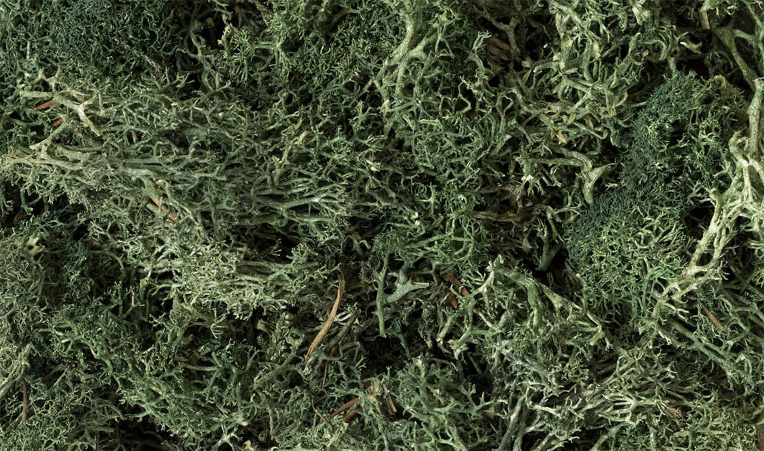 Scenic Lichen Dark Green 1.5 Quarts