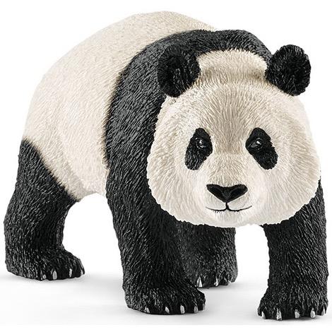 Giant Panda, Male 2018
