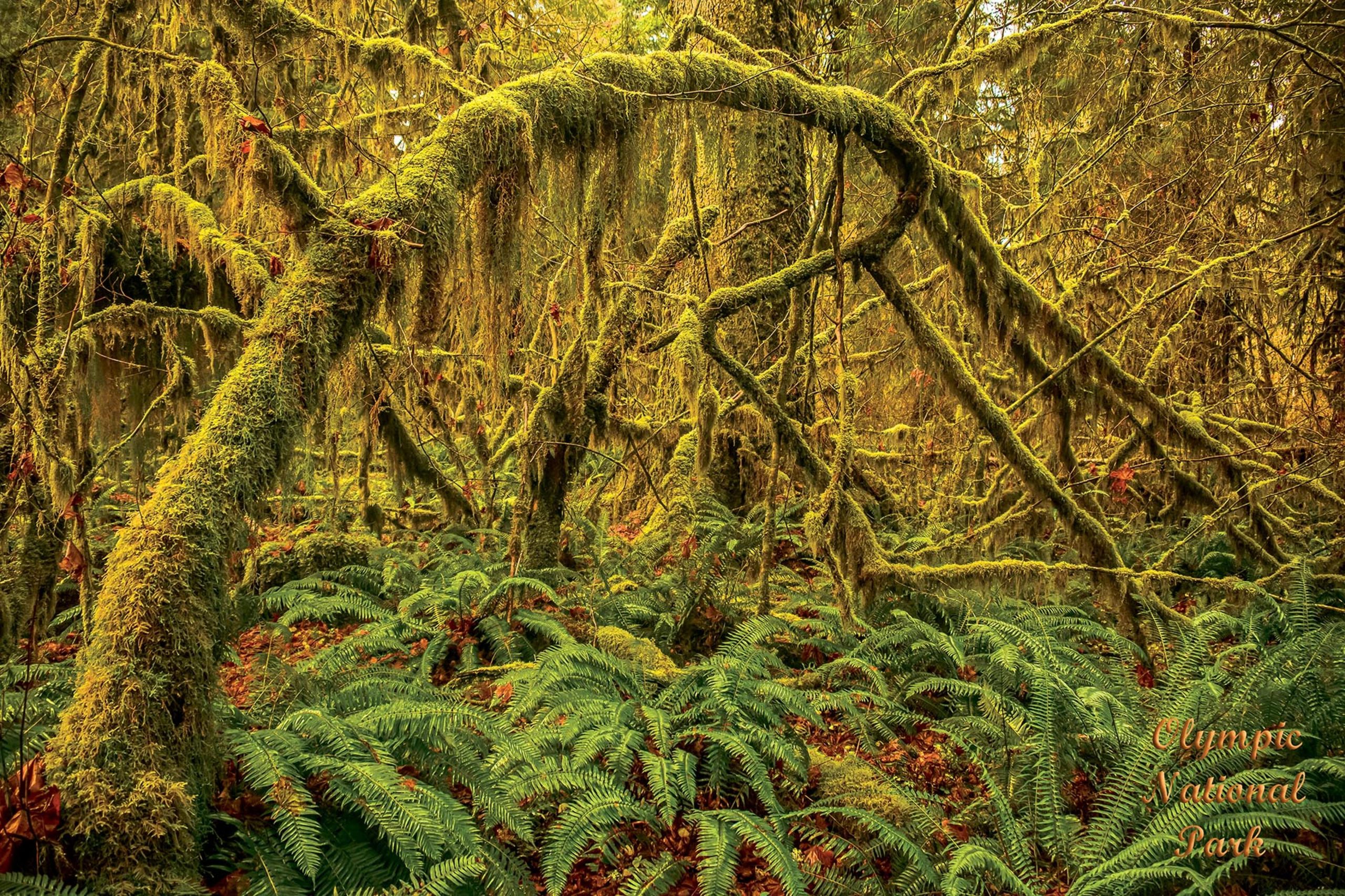 Olympic National Park Hoh Rainforest Puzzle (1000 pc)