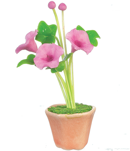 Fuchsia Morning Glories in Pot