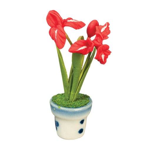 Red Flower in Pot