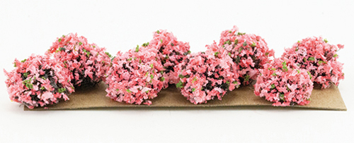 BORDER PLANTS(8), 3/4" PINK