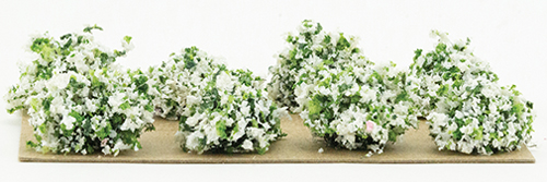 BORDER PLANTS (8), WHITE 1/2"