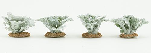 DUSTY MILLER PLANTS (4)
