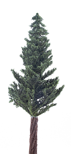 LODGEPOLE PINE TREE ON SPIKE, 10"