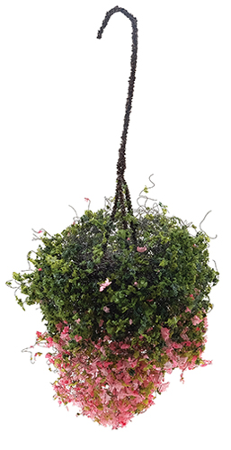 Hanging Basket, Fuchsia, Large