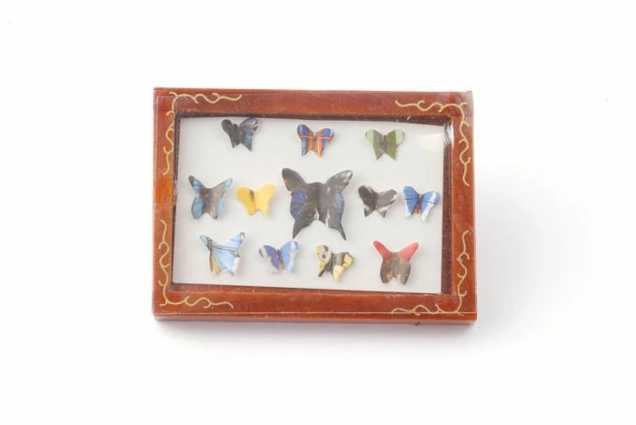 Butterfly Display Box