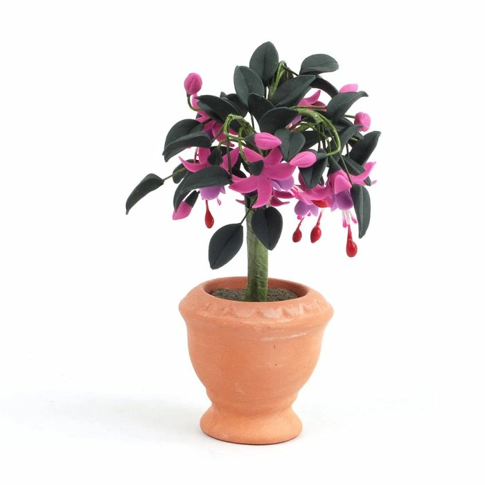Standard Fuchsia Plant