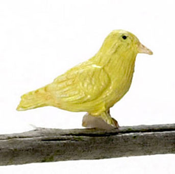 Norwich Fancy Canary