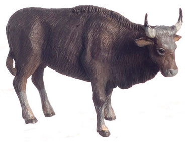 Buffalo
