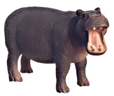 Hippopotamus