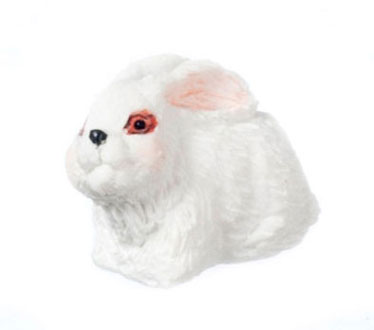 Rabbit, White