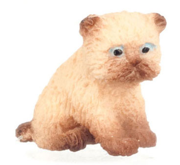 Persian Kitten, Siamese Brown