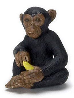 Chimpanzee