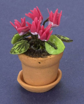 Cyclamen In Pot, Hot Pink