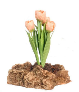Tulips Plant On The Rock, Peach