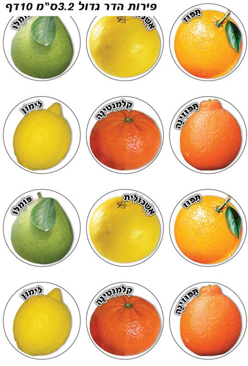 Citrus Fruit Stickers 1.3" (120)