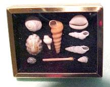 Shadow Box with Shell Collection - Red
