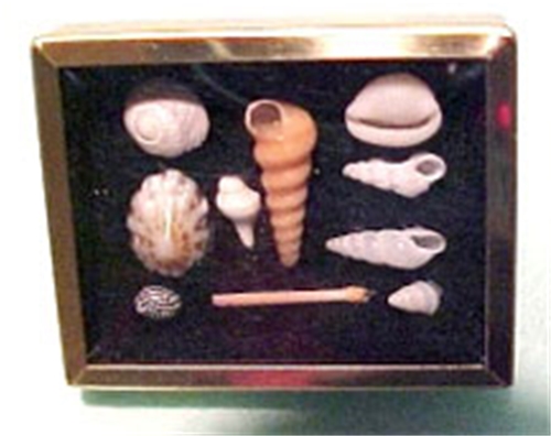 Shadow Box with Shell Collection, White
