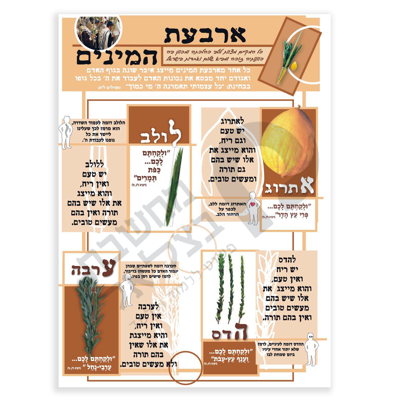 The Four Species - Arba'at HaMinim (ארבעת המינים)