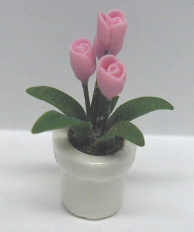Pink Tulip Plant