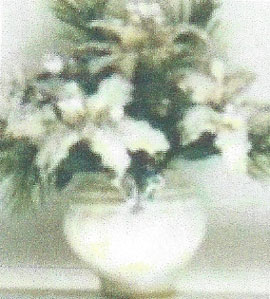 White Poinsettias-Large Pot 2 3/8