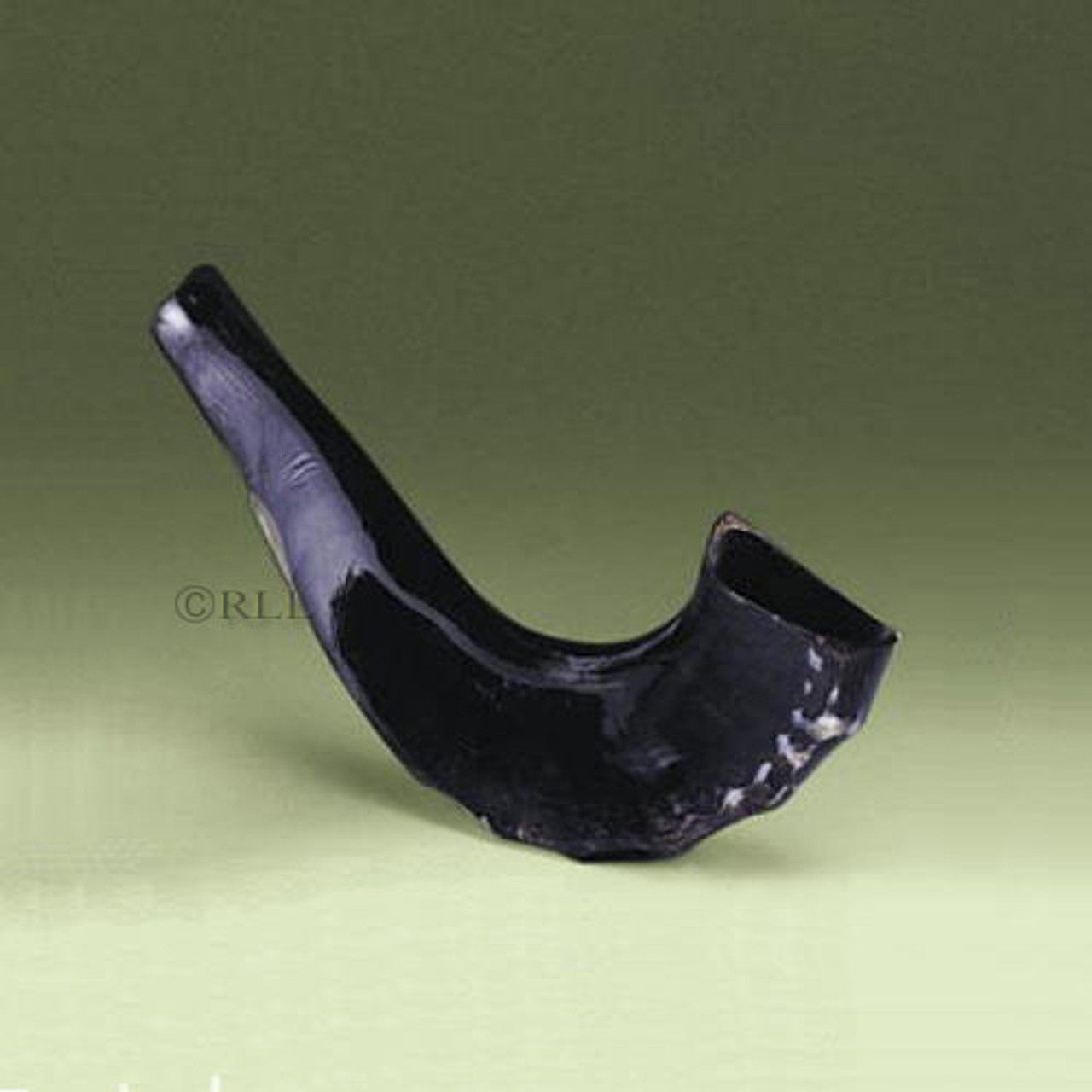 Medium Shofar 13" | Real Shofar