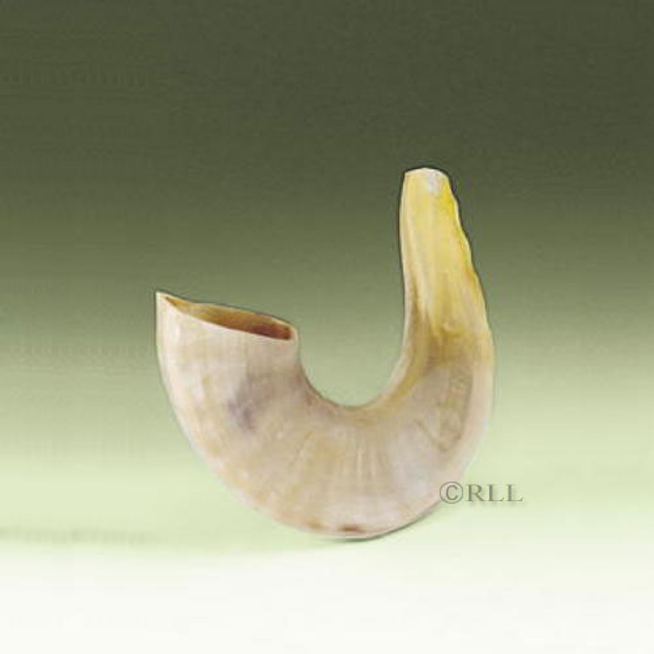 Small Shofar 11" | Real Shofar