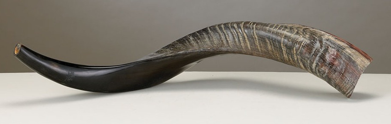 Yemenite Shofar - 60 cm (24 in) | Real Shofar