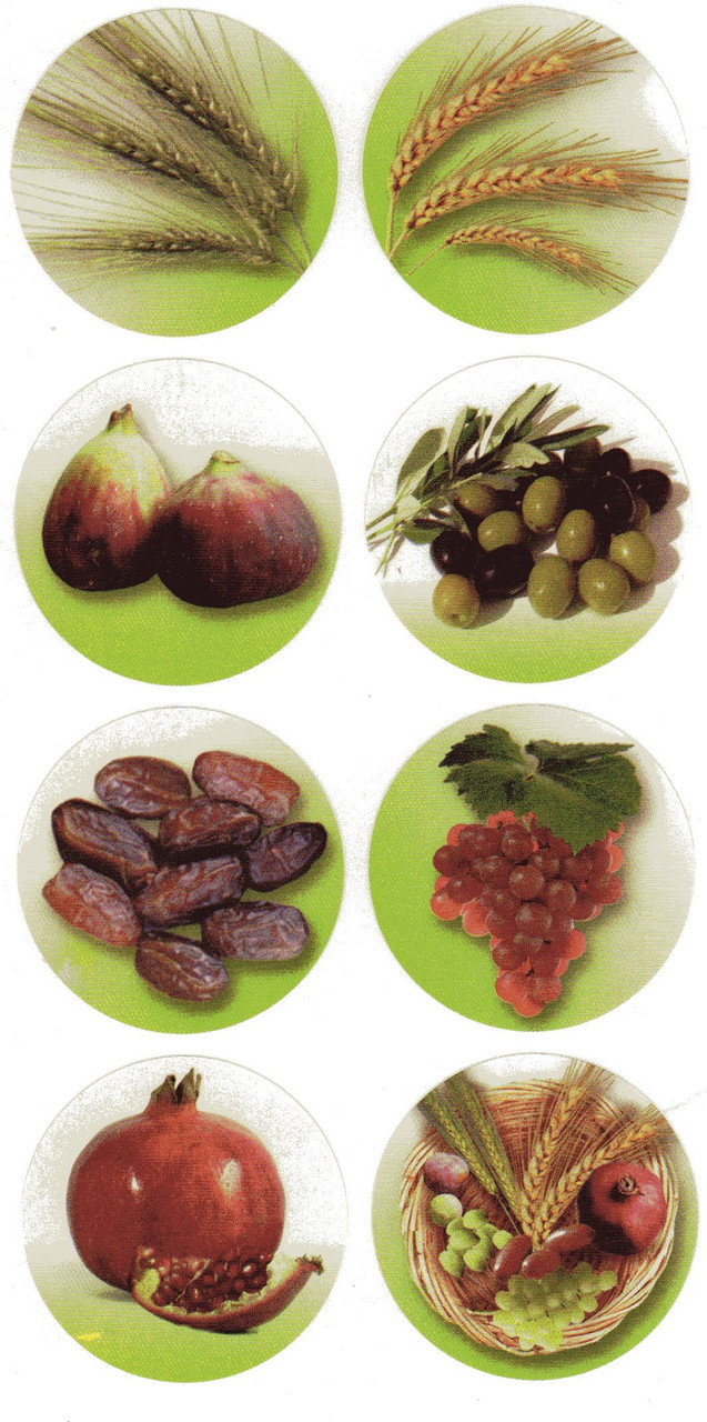 7 Ha Minim Stickers | Seven Species (144 Large Stickers)