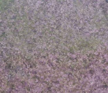 Flowering Foliage Purple