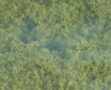 Foliage Cluster-Light Green