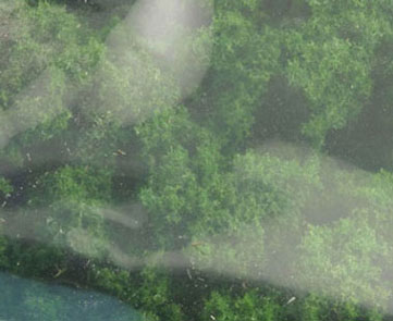 Bushes Clump Foliage Medium Green