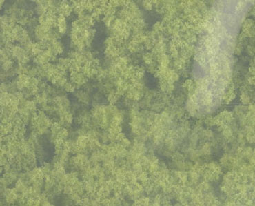 Clump Foliage Light Green