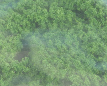 Clump Foliage Medium Green