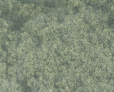 Clump Foliage Conifer Green