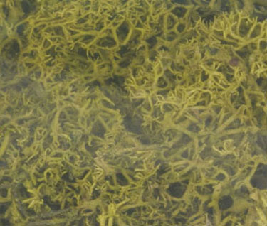 Lichen-Spring Green-1 1/2Qts