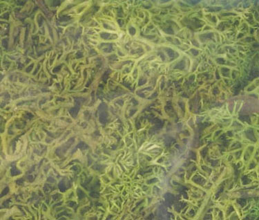 Lichen-Lt. Green-1 1/2Qts