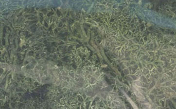 Lichen-Dk. Green-1 1/2Qts