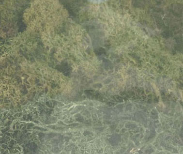 Lichen-Dk. Green Mix-3Qts