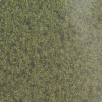 Coarse Turf-Burnt Grass