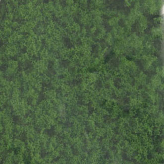 Coarse Turf-Medium Green