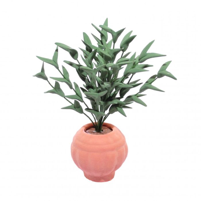 Potted Ficus